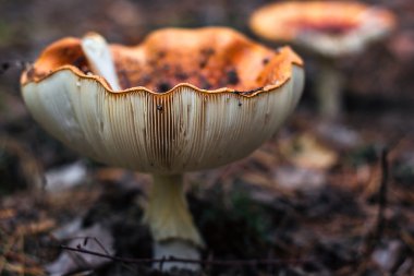 Ormanda Zehirli mantar mantar toadstools Parlak kırmızı mantar sinek agaric büyüyen orman üst görünümü makro fotoğraf seçici odak Doğada Amanita yakın çekim resim toksik mantar mantar fotoğraf