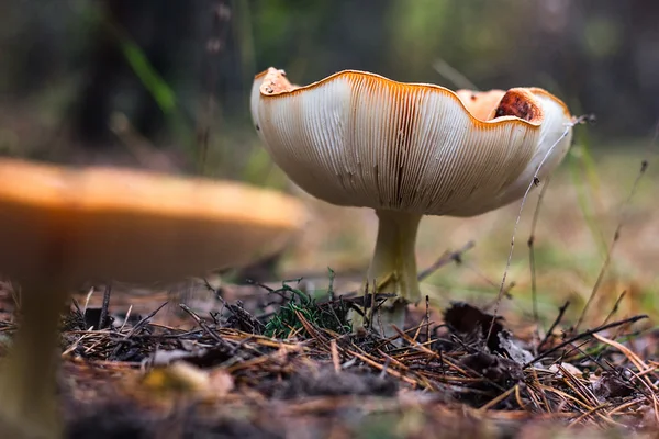 Ядовитые грибы грибные жабы грибы жабы в лесу Ярко-красный гриб летать агарический растущий вид на лес Макро фото выборочный фокус Крупным планом картина Amanita в природе токсичные грибы гриб фото — стоковое фото