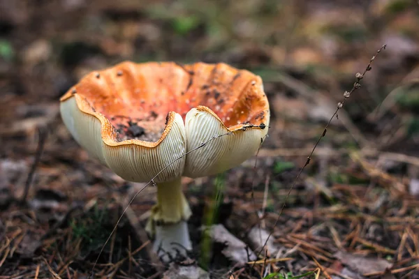 Cogumelos venenosos fungo toadstools na floresta Cogumelo vermelho brilhante voar agárico crescente floresta vista superior macro foto foco seletivo Close-up imagem de Amanita na natureza cogumelo tóxico fungo foto — Fotografia de Stock