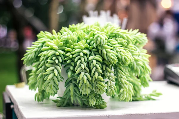 Sedum morganianum Burro's Tail Donkey's Tail Lamb's Tail Horse s Tail World Succulenta pianta in famiglia Crassulaceae originaria del Messico Primo Piano Sedum Nudum Aiton Cactus steli finali con fiori rossi — Foto Stock