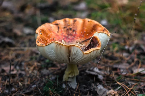 Cogumelos venenosos fungo toadstools na floresta Cogumelo vermelho brilhante voar agárico crescente floresta vista superior macro foto foco seletivo Close-up imagem de Amanita na natureza cogumelo tóxico fungo foto — Fotografia de Stock