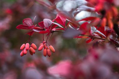 Böğürtlen (Berberis vulgaris) taze olgun böğürtlenler doğal yeşil arka plan Berberis thunbergii (Latin Berberis Coronita) Böğürtlen, çalılık renkli sonbahar çiçekleri sığ odak noktası 