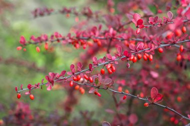 Böğürtlen (Berberis vulgaris) taze olgun böğürtlenler doğal yeşil arka plan Berberis thunbergii (Latin Berberis Coronita) Böğürtlen, çalılık renkli sonbahar çiçekleri sığ odak noktası 