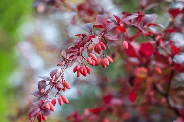 Böğürtlen (Berberis vulgaris) taze olgun böğürtlenler doğal yeşil arka plan Berberis thunbergii (Latin Berberis Coronita) Böğürtlen, çalılık renkli sonbahar çiçekleri sığ odak noktası 