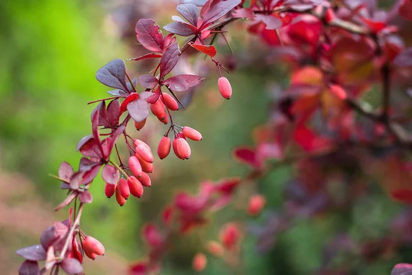 Böğürtlen (Berberis vulgaris) taze olgun böğürtlenler doğal yeşil arka plan Berberis thunbergii (Latin Berberis Coronita) Böğürtlen, çalılık renkli sonbahar çiçekleri sığ odak noktası 