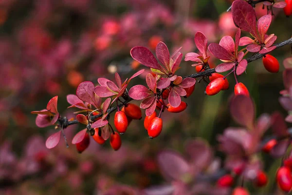 Барбері (Berberis vulgaris) Відгалуження свіжих дозрілих ягід натуральний зелений фон Berberis thunbergii (Latin Berberis Coronita) — стокове фото