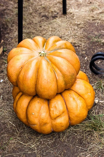 Autumn Pumpkin Thanksgiving Background - orange pumpkins on the ground. Pumpkin Stalks. Pumpkins on rural landscape background. Assortment of pumpkins.  Vegetable from the farm. Organic food. — Stock Photo, Image