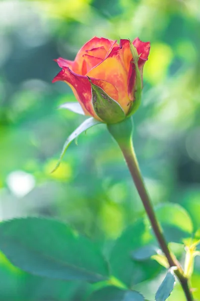 Sommige oranje geel roze rozen in de tuin tegen de groene achtergrond, bloemen in bloei close-up, kaart met kopie ruimte — Stockfoto