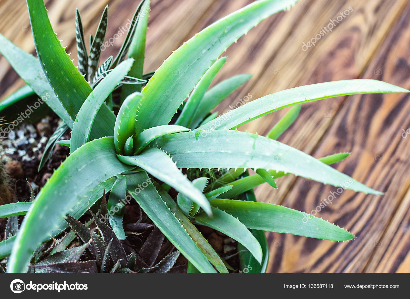 Aloe Vera Topfpflanze auf Holztisch. Aloe Vera Blätter, die ... Aloe Vera Topfpflanze auf Holztisch. Aloe Vera Blätter, die ...