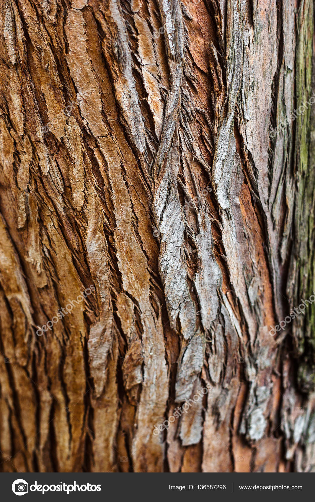 樹皮 Bark (botany) JapaneseClass.jp