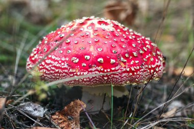 Amanita muscaria (sinek Agaric veya sinek Amanita) Zehirli mantar mantar mantar orman parlak kırmızı büyüyen üstten görünüm makro fotoğraf yakın çekim resmini Amanita doğa Zehirli mantar mantar mantar