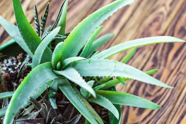 Potted Aloe Vera Plant on wooden table. Aloe vera leaves tropical green plants tolerate hot weather closeup selective focus Urban gardening home planting houseplant Concept image for interior design. clipart