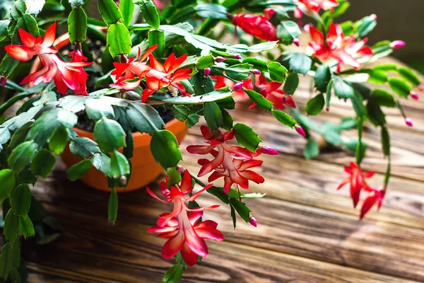 Kerstmis cactus Thanksgiving cactus krab vakantie cactus Schlumbergera Truncata zygocactus delicate bloem pot houten achtergrond stedelijk tuinieren Huis aanplant kamerplant Concept afbeelding interieur — Stockfoto