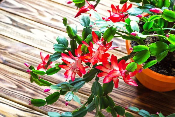 Noel kaktüs Şükran cactus Yengeç tatil kaktüs Schlumbergera Truncata zygocactus narin çiçek pot ahşap arka plan kentsel bahçe ev dikim houseplant kavramı görüntü iç tasarım
