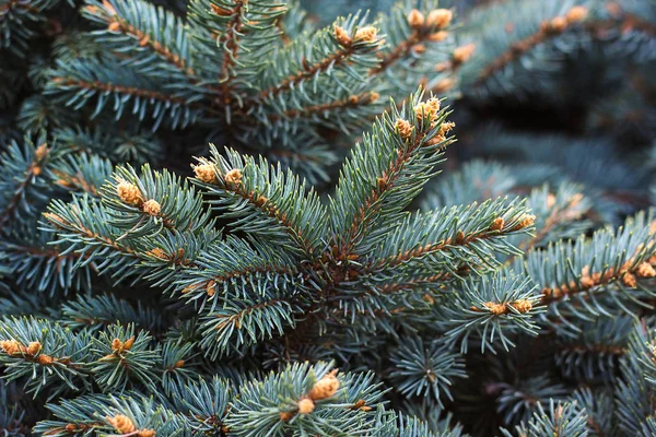 Çam dalları mavi yemyeşil çam dal dokulu arka plan yeşil çam beyaz Ladin Colorado Ladin veya Colorado mavi Ladin bilimsel adı Picea pungens türler kabarık Noel ağacı iğne yapraklı orman