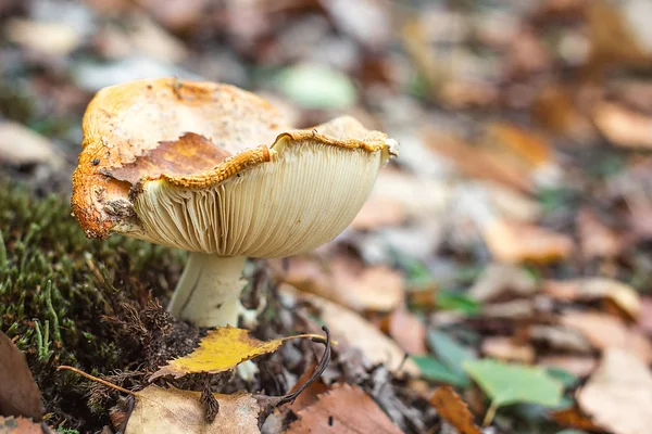 Amanita muscaria (Fly Agaric of vliegen Amanita) giftige paddestoel schimmel paddenstoel in bos Bright rode paddenstoel groeiende bovenaanzicht macro foto Close-up foto van Amanita natuur giftige paddestoel schimmel — Stockfoto