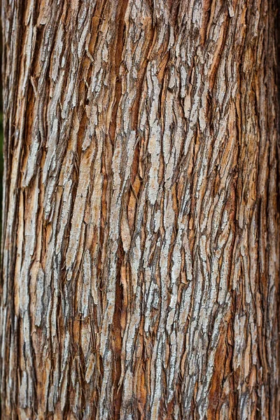 Ağaç kabuğu doku closeup seçici odak. Kahverengi kabuğu doğal arka plan olarak ahşap kullanmak. Eski kabuğu. Meşe ağacı. Ash. Huş ağacı. Kavak. Elma ağacı. Kiraz. Moss. Zararlıları. Kabuk. Koruma. Kaplama. Gürgen. Slit.
