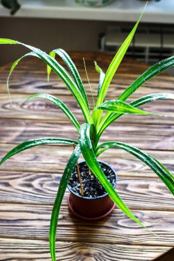 Güzel tropikal bitki Pandanus ağaç Pandanus seçici odak kapatmak Pandan Palm ahşap arka plan kentsel bahçe ev houseplant kavramı görüntü iç tasarım için dikim saksının içinde yaprak