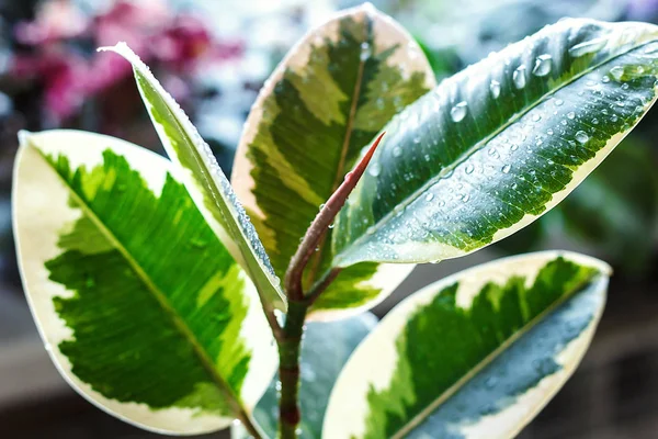 Krukväxt ficus elastica anläggning, på en trä bakgrund, närbild, selectiv fokus. Urban gardening, hem plantering. Ficus träd krukväxt. Begreppet bild för inredning. — Stockfoto