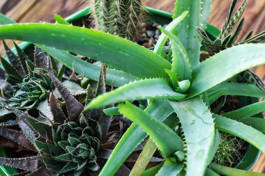 Aloe Vera bitki üzerinde ahşap masa gibi. Aloe vera yaprakları sıcak tropikal yeşil bitki tahammül houseplant kavramı görüntü iç tasarım için dikim closeup seçici odak kentsel bahçe ev hava.