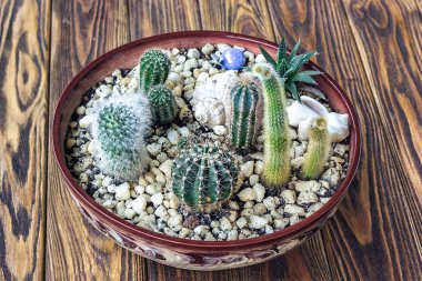 Kaktüs ahşap, ahşap raf İskandinav tarzı iç dekorasyon kentsel bahçecilik, tencerede küçük Bahçe minyatür bitkiler natürmort Succulents kaktüs ev kavramı görüntü iç tasarım için dikim.