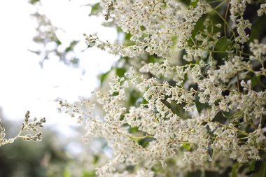 güzel beyaz çiçekler çiçek çiçek açan arka plan soyut. Bahçe sicim bitki 