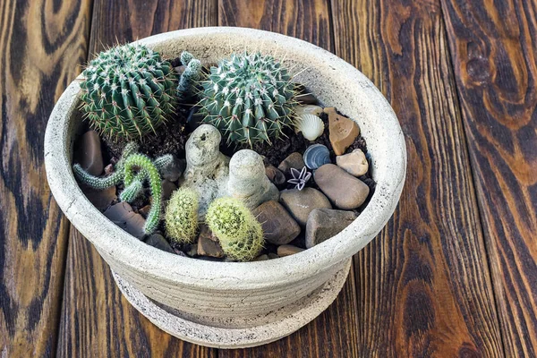 Kaktusz fa, kis kert mini növények csendélet Succulents kaktusz a fából készült polcon skandináv stílusú lakberendezés városi Kertészet pot otthon ültetés interior design koncepció kép. — Stock Fotó