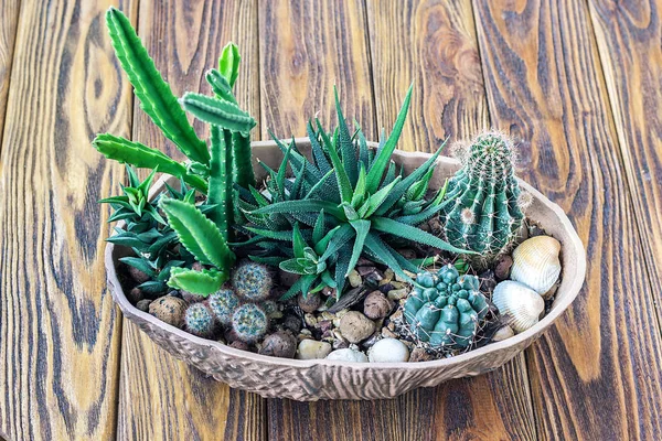 Kaktusz fa, kis kert mini növények csendélet Succulents kaktusz a fából készült polcon skandináv stílusú lakberendezés városi Kertészet pot otthon ültetés interior design koncepció kép. — Stock Fotó