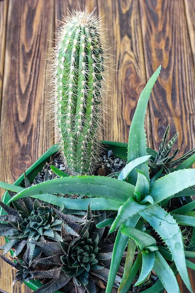 Bois de cactus, Petit jardin Plantes Miniatures Nature Morte Succulents cactus en pot sur étagère en bois Décoration d'intérieur de style scandinave Jardinage urbain, plantation de maisons Image conceptuelle pour le design d'intérieur . — Photo