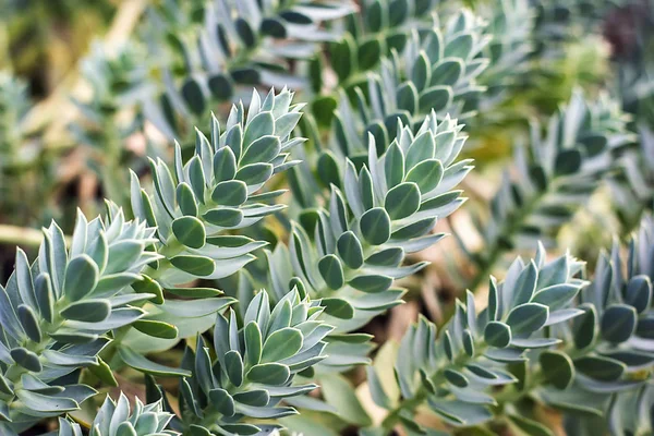 Euphorbia myrsinites, garden flower plant myrtle spurge also known as creeping spurge, blue spurge, broad-leaved glaucous-spurge — Stock Photo, Image