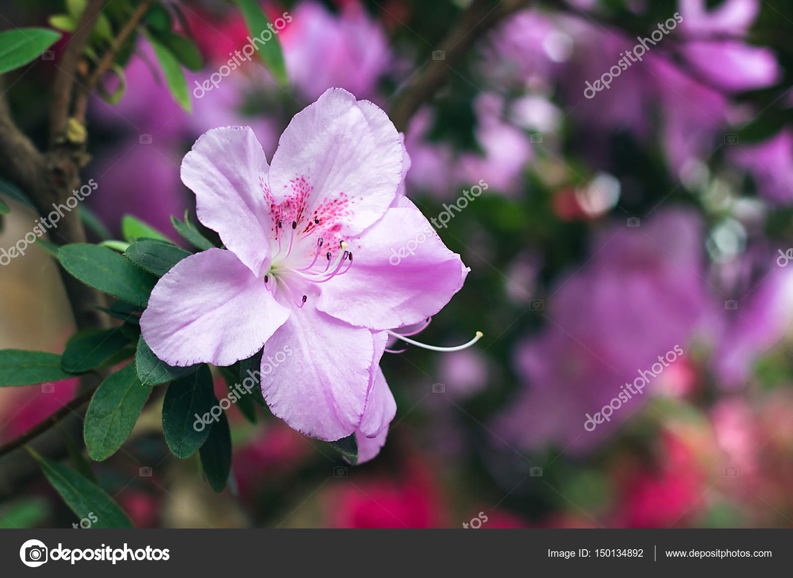 Beautiful pink rhododendron tree blossoms in springtime. Azalea in  greenhouse. Closeup Pink Desert Rose flower soft focus. Concept image for  interior design. Urban gardening. Stock Photo by ©bozhena.melnyk 150134892