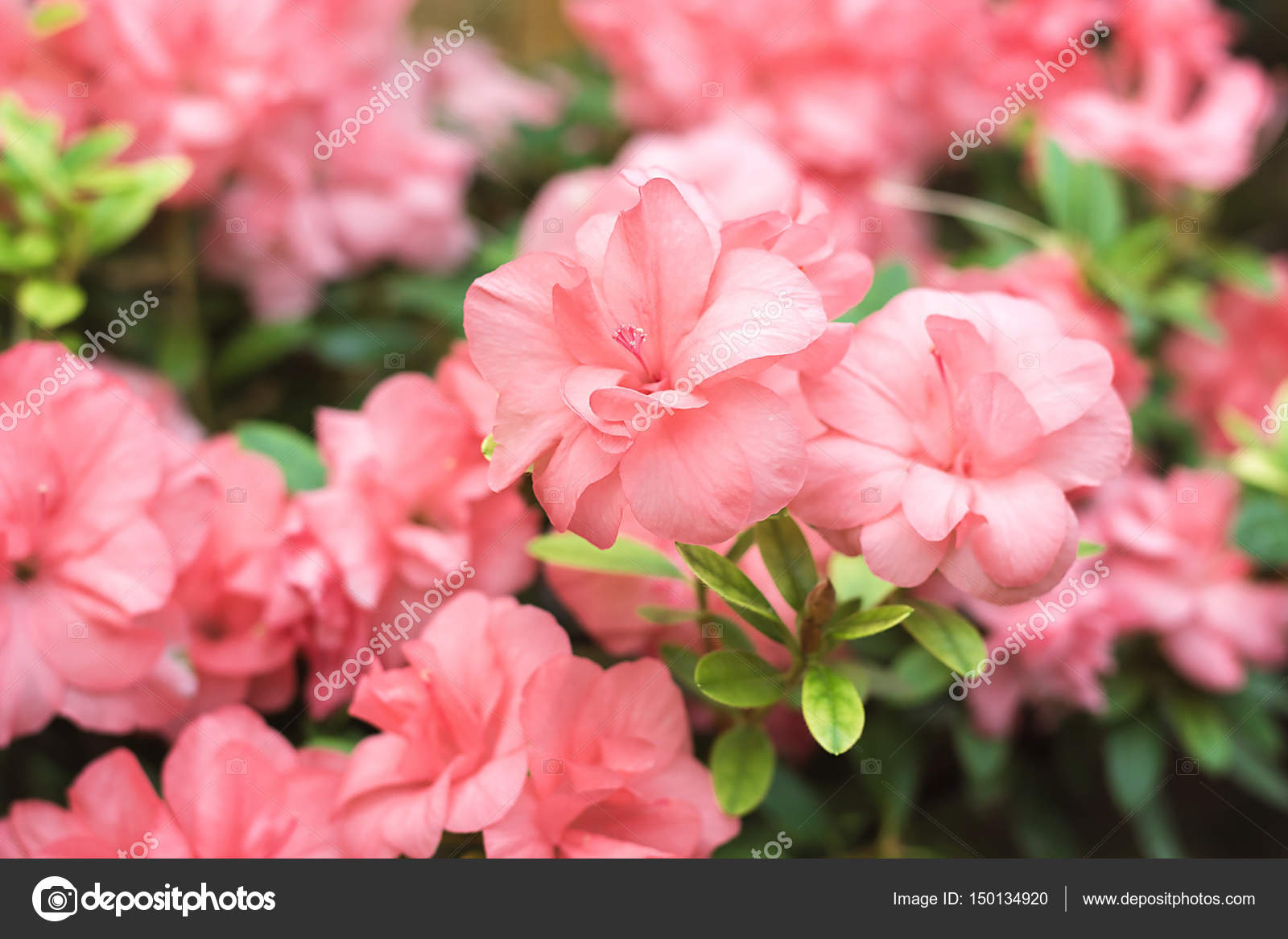 Rhododendron rose magnifique arbre fleurit en printemps. Azalée à ... Rhododendron rose magnifique arbre fleurit en printemps. Azalée à ...