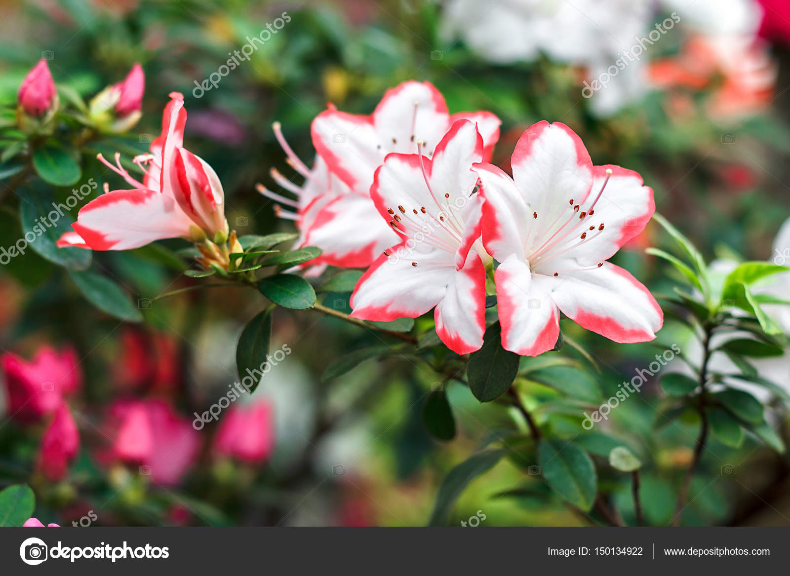 Schöne rosa Rhododendron-Blüten im Frühling. Azalee im Gewächshaus ... Schöne rosa Rhododendron-Blüten im Frühling. Azalee im Gewächshaus ...