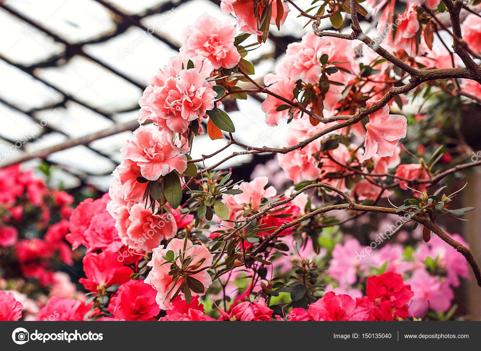 Schöne rosa Rhododendron-Blüten im Frühling. Azalee im Gewächshaus ... Schöne rosa Rhododendron-Blüten im Frühling. Azalee im Gewächshaus ...