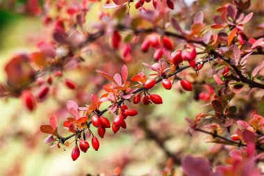 Böğürtlen (Berberis vulgaris) taze olgun böğürtlenler doğal yeşil arka plan Berberis thunbergii (Latin Berberis Coronita) Böğürtlen, çalılık renkli sonbahar çiçekleri sığ odak noktası 
