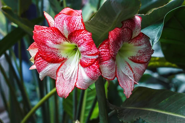 Birden çok çizgili pembe beyaz hippeastrum (amaryllis) yaprakları doğa Bahçe arka plan üzerinde kırmızı şeritler ile Star Lily Amaryllidaceae keyifli houseplant kış çiçek buketleri içinde kullanılan ile çiçekler