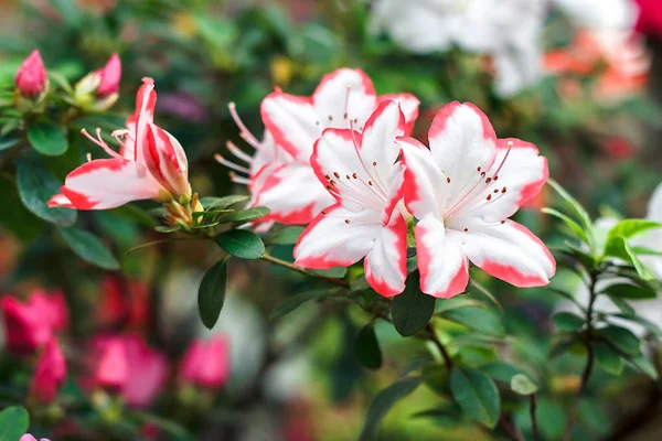 Beautiful pink rhododendron tree blossoms in springtime. Azalea in greenhouse. Closeup Pink Desert Rose flower soft focus. Concept image for interior design. Urban gardening. — Stock Photo, Image