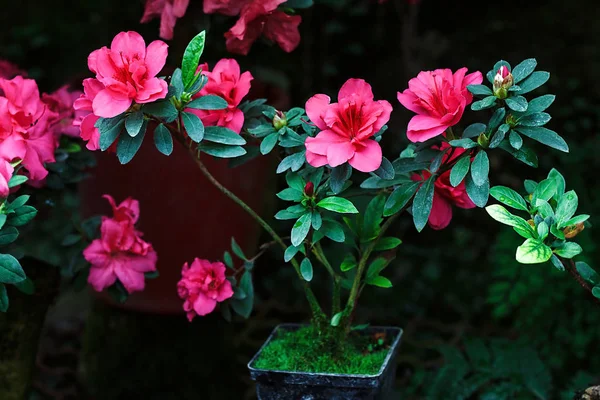 Hermoso rododendro rosa florece en primavera. Azalea en invernadero. Primer plano Rosa Desierto Rosa flor suave enfoque. Imagen conceptual para el diseño de interiores. Jardinería urbana . —  Fotos de Stock