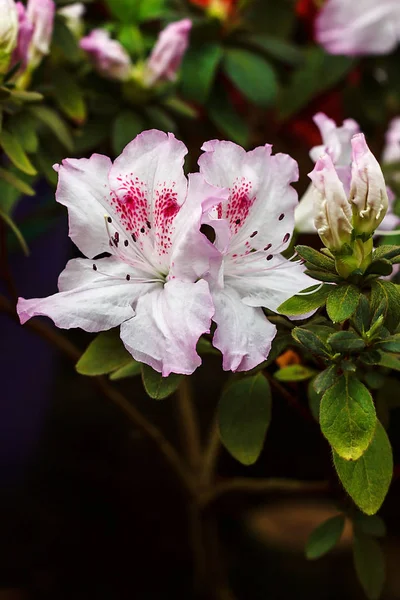 Hermoso rododendro rosa florece en primavera. Azalea en invernadero. Primer plano Rosa Desierto Rosa flor suave enfoque. Imagen conceptual para el diseño de interiores. Jardinería urbana . —  Fotos de Stock