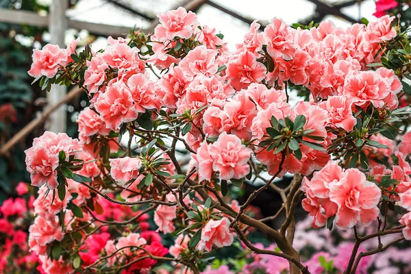 Bela árvore ródodendro rosa floresce na primavera. Azálea em estufa. Closeup rosa Desert Rose foco suave flor. Imagem de conceito para design de interiores. Jardinagem urbana . — Fotografia de Stock