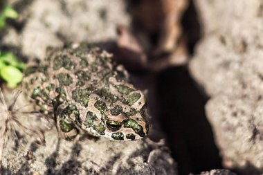 Avrupalı yeşil karakurbağası (Bufo viridis) kum, seçici odak oturuyor. Doğa arka plan üzerinde ortak kurbağa.