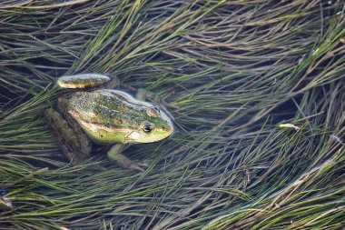 Marsh kurbağa gölet otlar tam. Yeşil kurbağa Pelophylax esculentus oturan tatlı su.