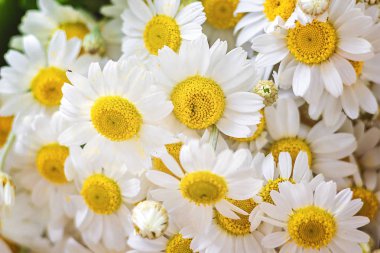 Papatya veya papatya çiçekler Matricaria chamomilla aromatik vahşi çiçek, bitkisel ilaç çiçek desenli daisy, beyaz nazik papatya, şifalı bitki, stüdyo fotoğrafçılığı çay madde olarak kullanılan.