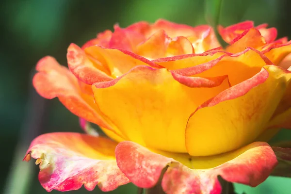 Sommige oranje geel roze rozen in de tuin tegen de groene achtergrond, de bloemen in bloei closeup. — Stockfoto
