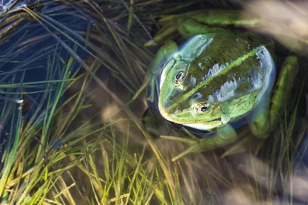 Marsh frog in pond full of weeds. Green frog Pelophylax esculentus sitting in water closeup.