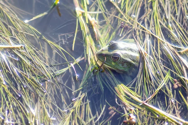 Marsh frog in pond full of weeds. Green frog Pelophylax esculentus sitting in water closeup.