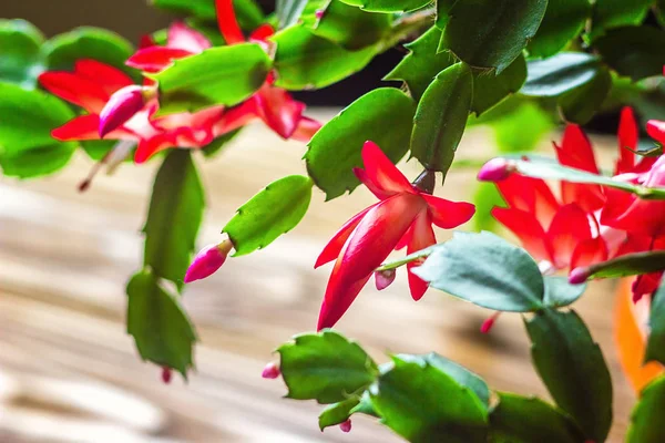 Navidad Cactus Acción Gracias Cactus Cangrejo Vacaciones Cactus Schlumbergera Truncata —  Fotos de Stock