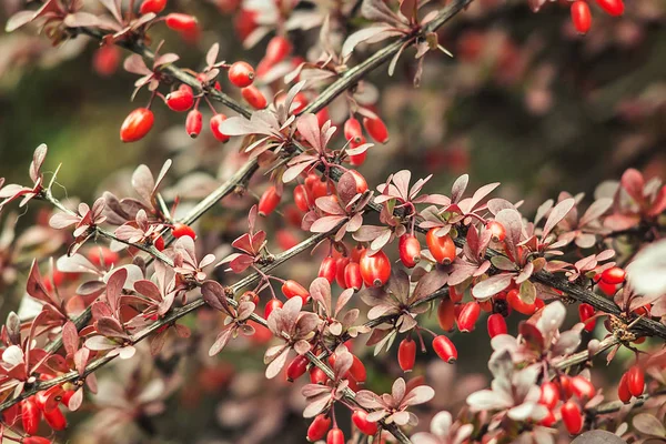 바베리 Berberis Vulgaris 열매들과 자연적 Berberis Thunbergii 라틴어 Berberis Coronita — 스톡 사진