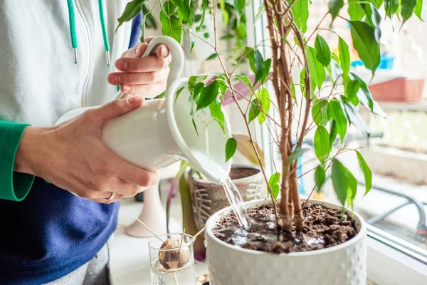 Vrouwen handen besproeien planten in huis. Huiswerk maken. Het begrip huishoudelijk leven — Stockfoto