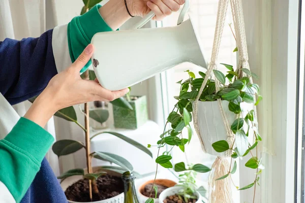 Woman's hands watering plants in home. Making homework. Domestic life concept — Stock Photo, Image